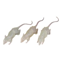 Rats phosphorescents de 7 cm - 3 unités