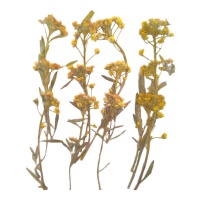 Fleur sèche pressée alyssum jaune de 6 cm - Innspiro - 12 unités