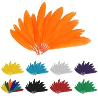 Plumes naturelles colorées de 2,5 x 14 cm - 60 unités