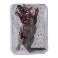 Rat mort dans un plateau de 18 x 12 cm